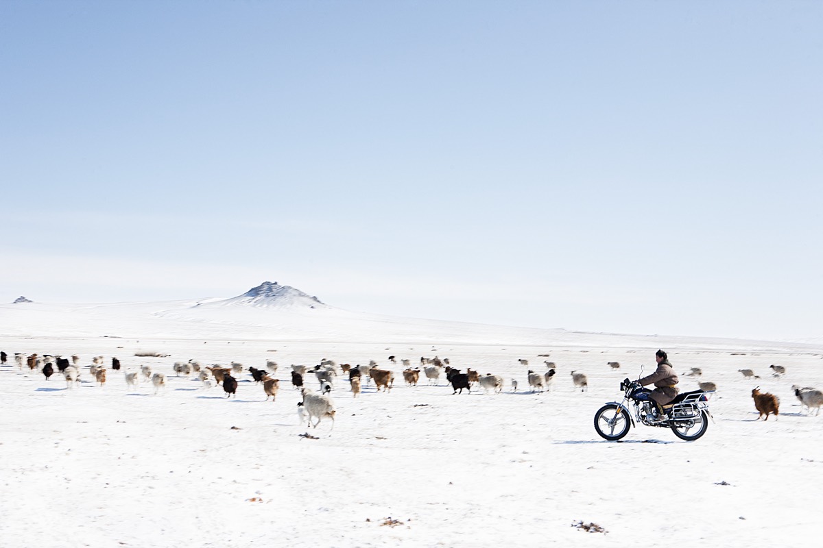 A herder on a motorcycle drives sheep and goats across the snow-covered Mongolian steppe